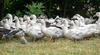 Influenza aviaire : La France passe au niveau de risque « élevé » 