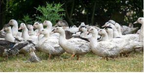 ACTUALITÉS - Influenza aviaire