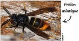 Le frelon asiatique : tueur d’abeilles